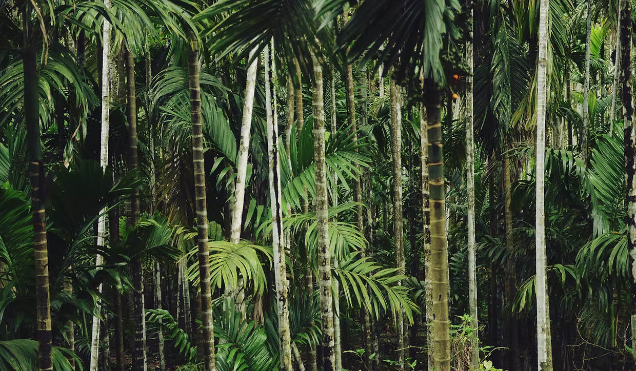 Plantation